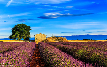 Fields Nature, fields, nature HD wallpaper