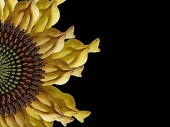 Flower people - two, yellow people, petals, legs arms and feet, brown center, sunflower HD wallpaper