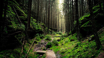 jungle , Background bliss, Tropical beauty, Pristine wilderness HD wallpaper