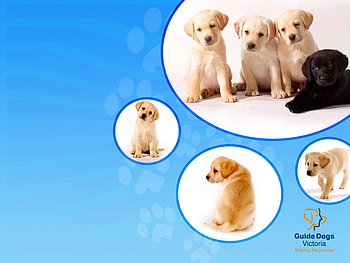 Guide Dog Puppies!!!, blue, labrador retrievers, fantasy, guide dogs, puppies, nature HD wallpaper