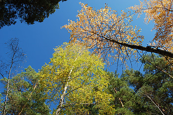 Nature, Sky, Autumn, Forest HD wallpaper