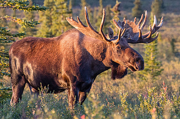 Elk (Animals), Graceful movements, Noble wildlife, Natural elegance HD wallpaper