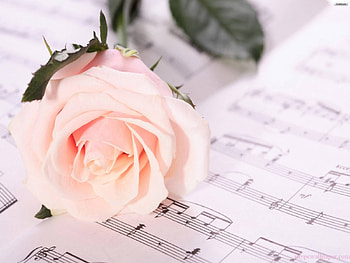 rose symbal of love, rose, pink, brauty, flower HD wallpaper