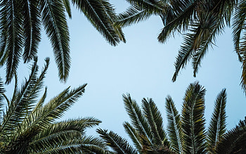 Palm Tree, Tranquil palm tree, Serene white sky, Macbook air HD wallpaper