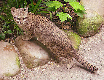 Geoffroys Cat, Wild Cat Species, Wild Cats, Wildlife HD wallpaper
