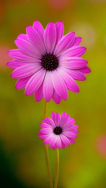 Pink Daisies, pink flower, daisy, earth, nature, flower HD phone wallpaper