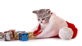 Christmas cat, blue, kitten, animal, white, craciun, cat, gift, box, christmas, red, santa, hat HD wallpaper