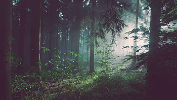 Sunbeams In Woods, sunbeam, nature, trees, forest HD wallpaper