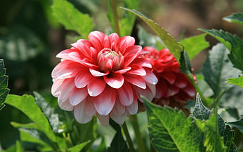 Flowers, Grass, Leaves, Flower, Striped HD wallpaper
