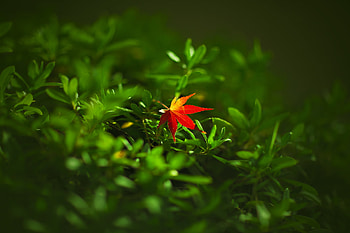 Leaf Nature, leaf, nature HD wallpaper