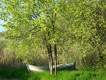 Boat in the Forest, trees, boat, forest, green HD wallpaper