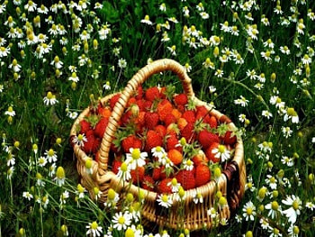 Freshly Picked Strawberries, sweet, summer, basket, strawberries, red, fruit HD wallpaper