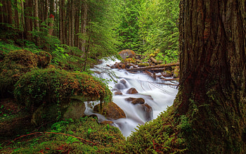 River in the Forest, river, green, trees, nature, forest HD wallpaper