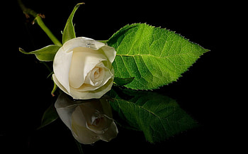 Reflection, nature, flowers, roses, beauty HD wallpaper