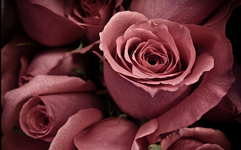 Flowers, Roses, Petals, Buds HD wallpaper