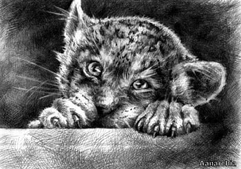 Little Big Cat, Black And White, Curious, Negative and Positive, Cute HD wallpaper