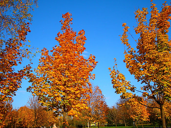 Landscape, Trees, Autumn HD wallpaper
