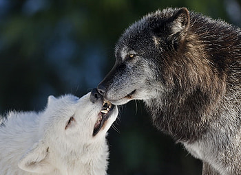 Alphas of the north, white, wolves, grey, alphas, male, female HD wallpaper