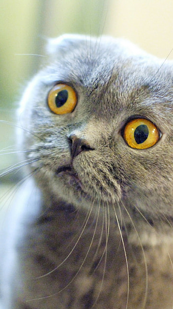 Scottish Fold, Wide , Baltana HD phone wallpaper