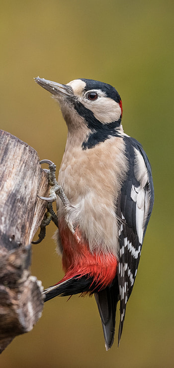 Woodpecker, Animals, Bird HD phone wallpaper