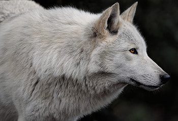 Majestic Arctic Wolf in Stunning, Animal, wolf HD wallpaper