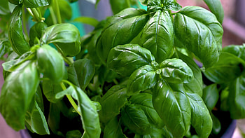 Basil plant, Culinary herb, Flavorful seasoning, Fresh and aromatic HD wallpaper
