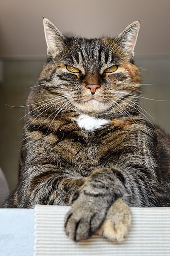 Close-up of a proud tabby cat indoors, exuding personality and charm. HD phone wallpaper