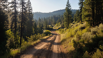 Sunlit OHV Trail — Forest Ride, OHV, trail, dirt road, forest, pine tree HD wallpaper