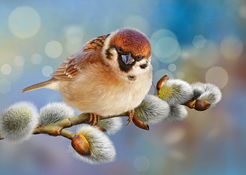 sparrow on catkins, birds, catkins, sparrows, animals HD wallpaper