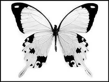 Black & white, wings, white, black, butterfly HD wallpaper