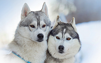Malamute dog , Captivating gaze, Furry companion, Beautiful breed HD wallpaper