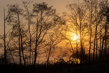 Nature, Trees, Sunset, Sun, Branches HD wallpaper