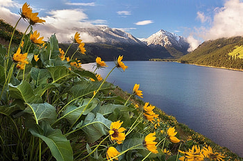 River in Turkey, river, sky, flowers, Turkey HD wallpaper