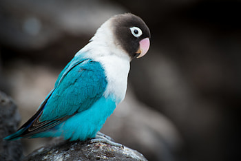 Animals, Parrots, Bird, Color HD wallpaper