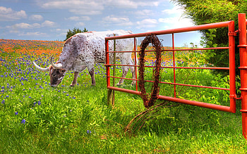 Don't fence him in - Texas Longhorn in Bluebonnets, texas, wildflowers, clouds, sky, flowers, meadow, usa HD wallpaper