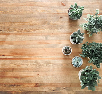Top view of indoor succulents on a wooden table, perfect for stylish interior design and decor. HD wallpaper