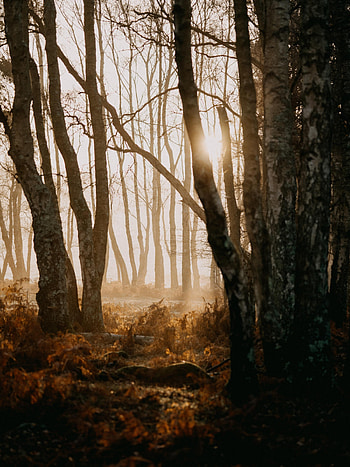 Nature, Trees, Forest, Fog, Sunlight HD phone wallpaper