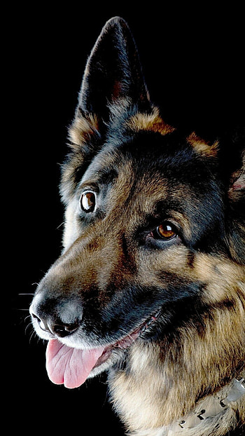 German Shepherd, Cute dogs and puppies, Expert HD phone wallpaper