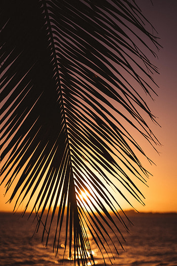 Nature, Sunset, Horizon, Palm, Sheet, Leaf HD phone wallpaper
