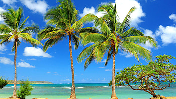 Sunny day, tropical beach, tree, palms HD wallpaper