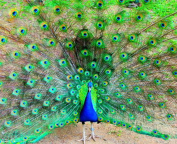 Feathers, blue, bird, colors, tail, fan, green, peacock, male HD wallpaper