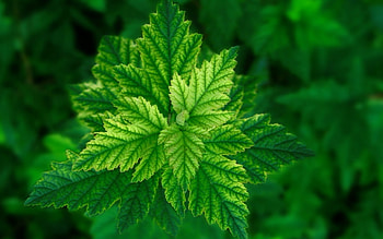 Plants, Leaves HD wallpaper