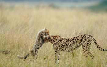Cheetah, animal, run, jungle HD wallpaper
