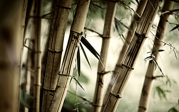 Plants, Trees HD wallpaper