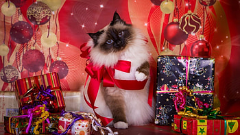 Christmas kitten, kitten, holiday, christmas, present, cat HD wallpaper
