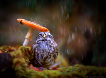 Little Cute Owl, owl, birds, cute HD wallpaper