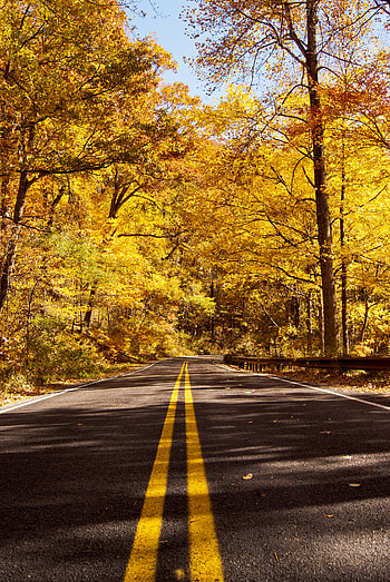 Road, Nature, Trees, Autumn, Forest, Asphalt HD phone wallpaper
