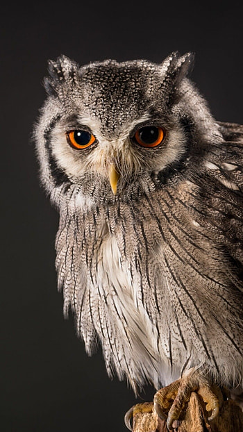 Pet birds, Owl animals, Nature's companions, with owl motif HD phone wallpaper
