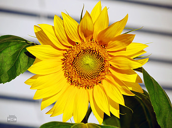 Happy morning, sunshine, garden, fresh, sunflower, warmth, big, brilliant, bright, green, yellow, nature, flowers, forever HD wallpaper