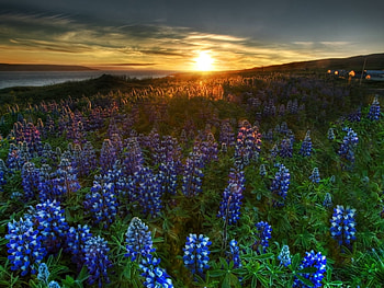 Plants, Landscape, Flowers, Sunset, Sun HD wallpaper